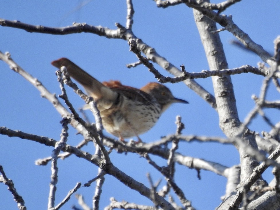 brunspottefugl - ML224893081