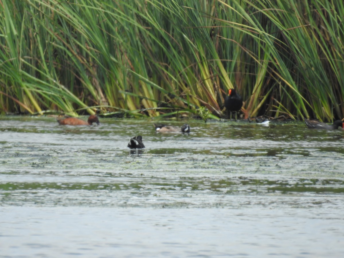 Blue-winged Teal - ML224893781