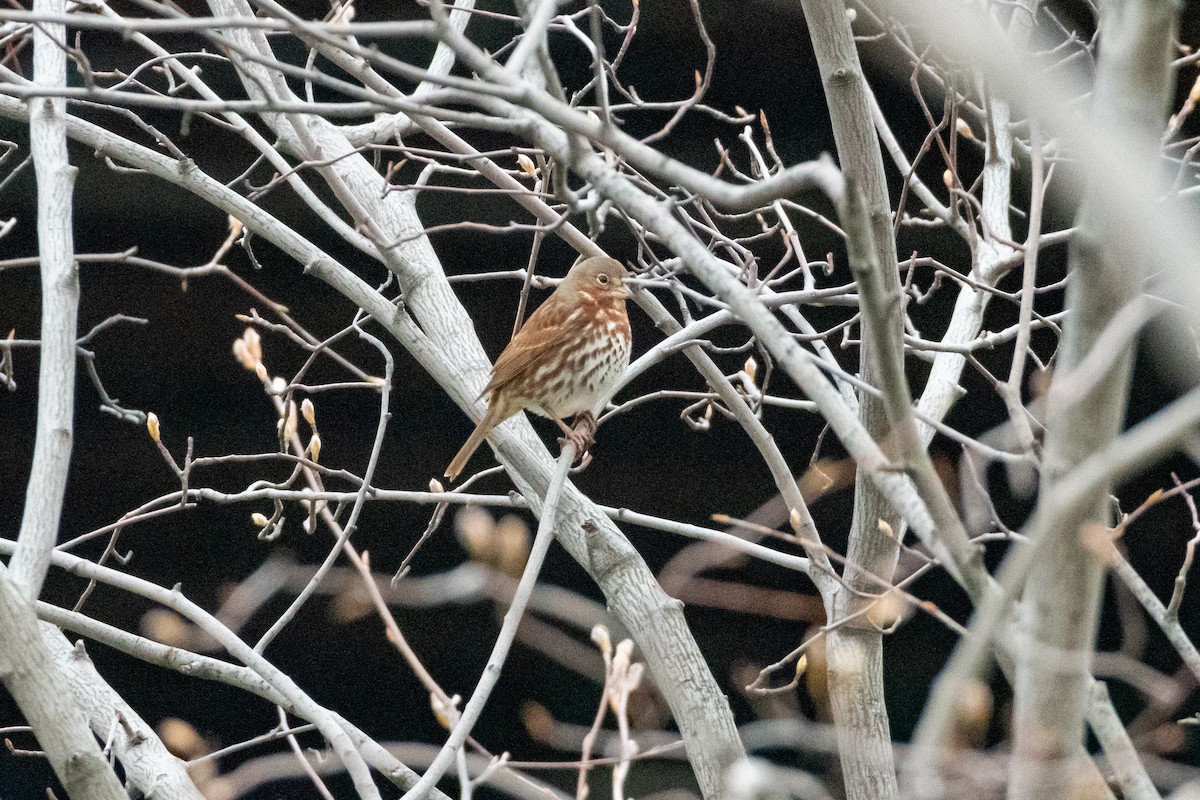 Fox Sparrow - ML224895071