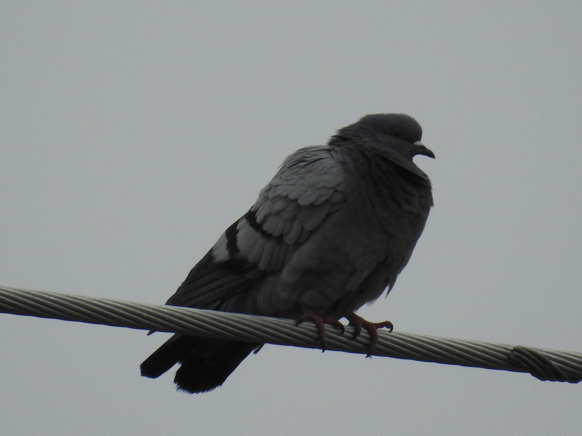 Rock Pigeon (Feral Pigeon) - ML22489511