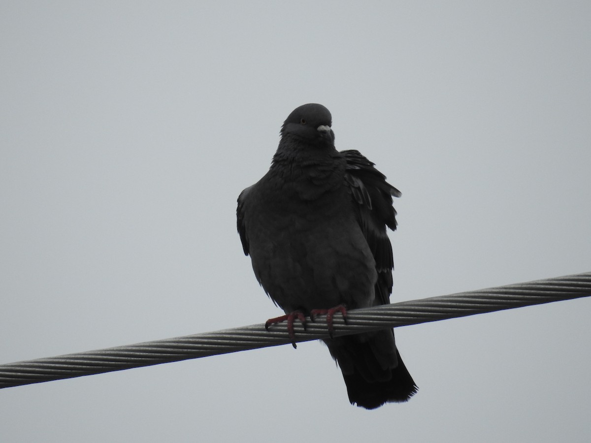 Rock Pigeon (Feral Pigeon) - ML22489521