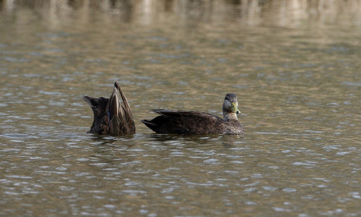 American Black Duck - Jay McGowan