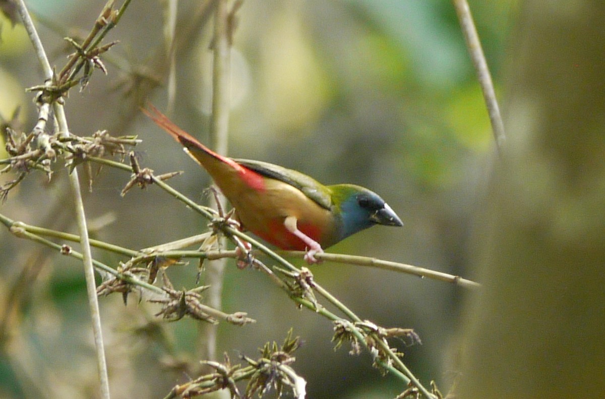 Pin-tailed Parrotfinch - Rudolf Koes