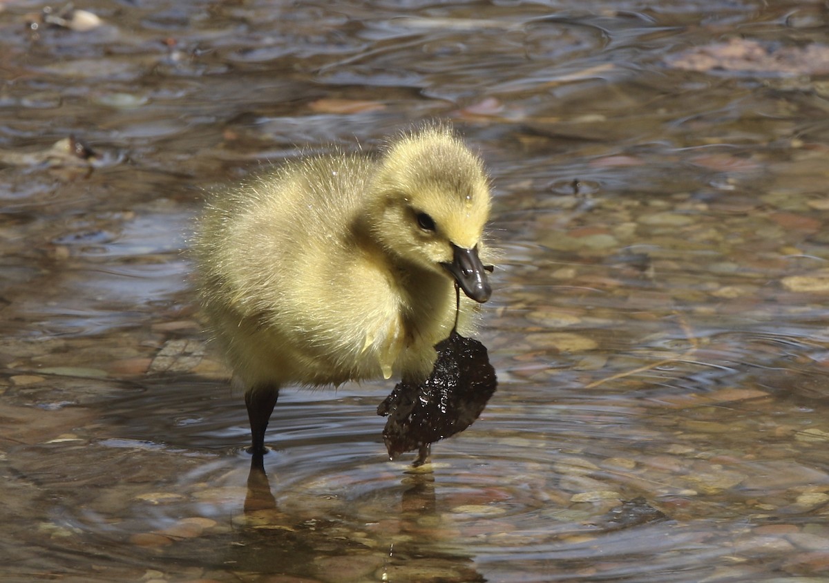 Canada Goose - ML224895731