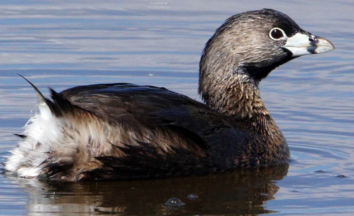 Pied-billed Grebe - ML224896961