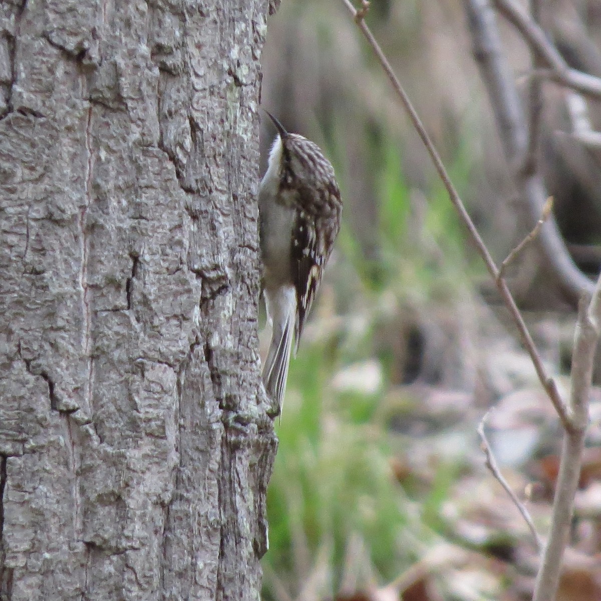 Brown Creeper - Mayte Torres