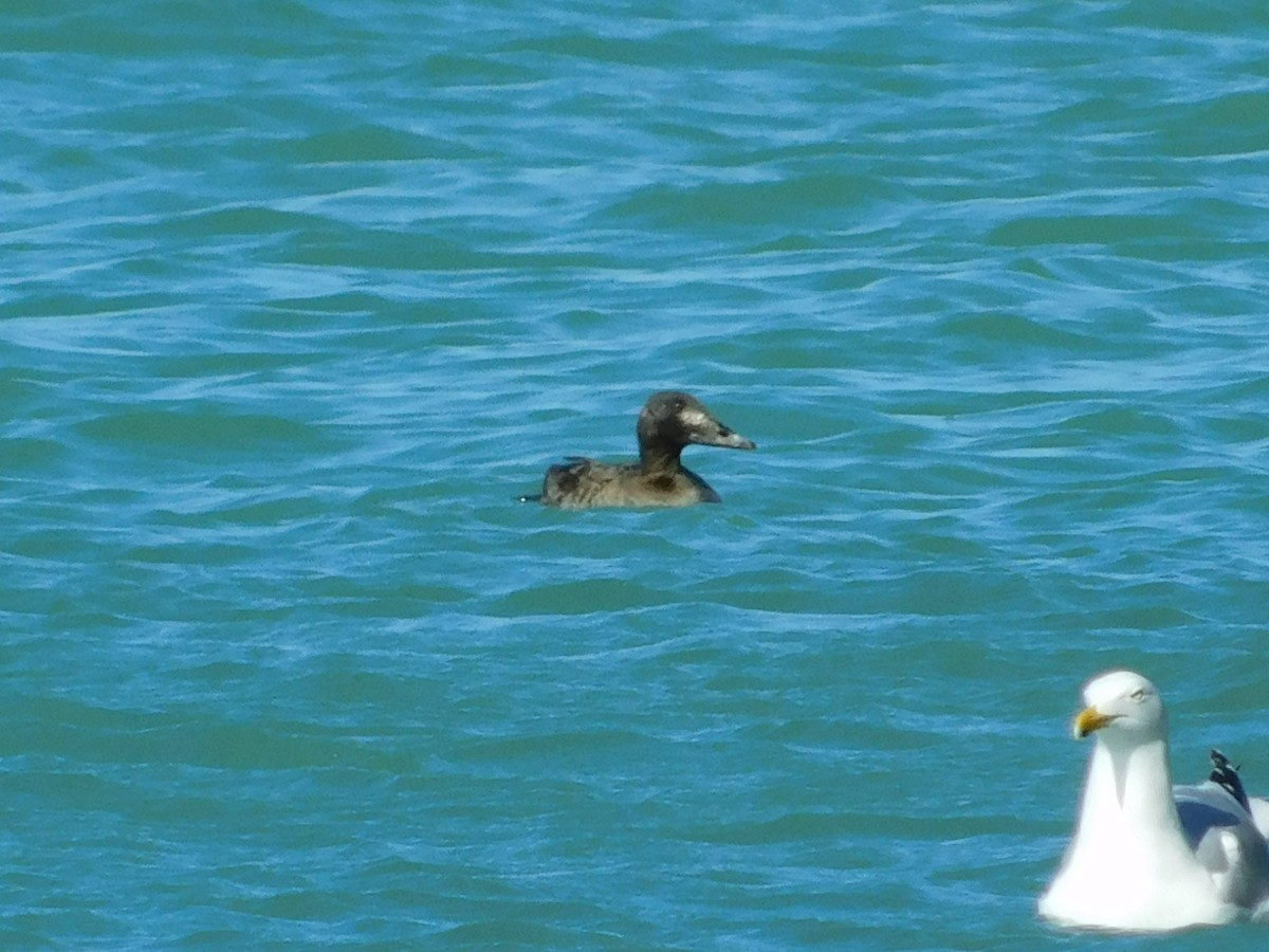 White-winged Scoter - ML224898361