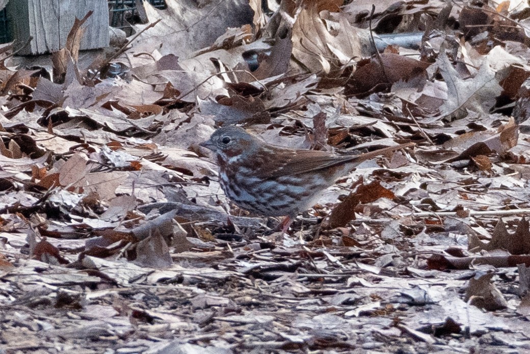 Fox Sparrow - ML224898411