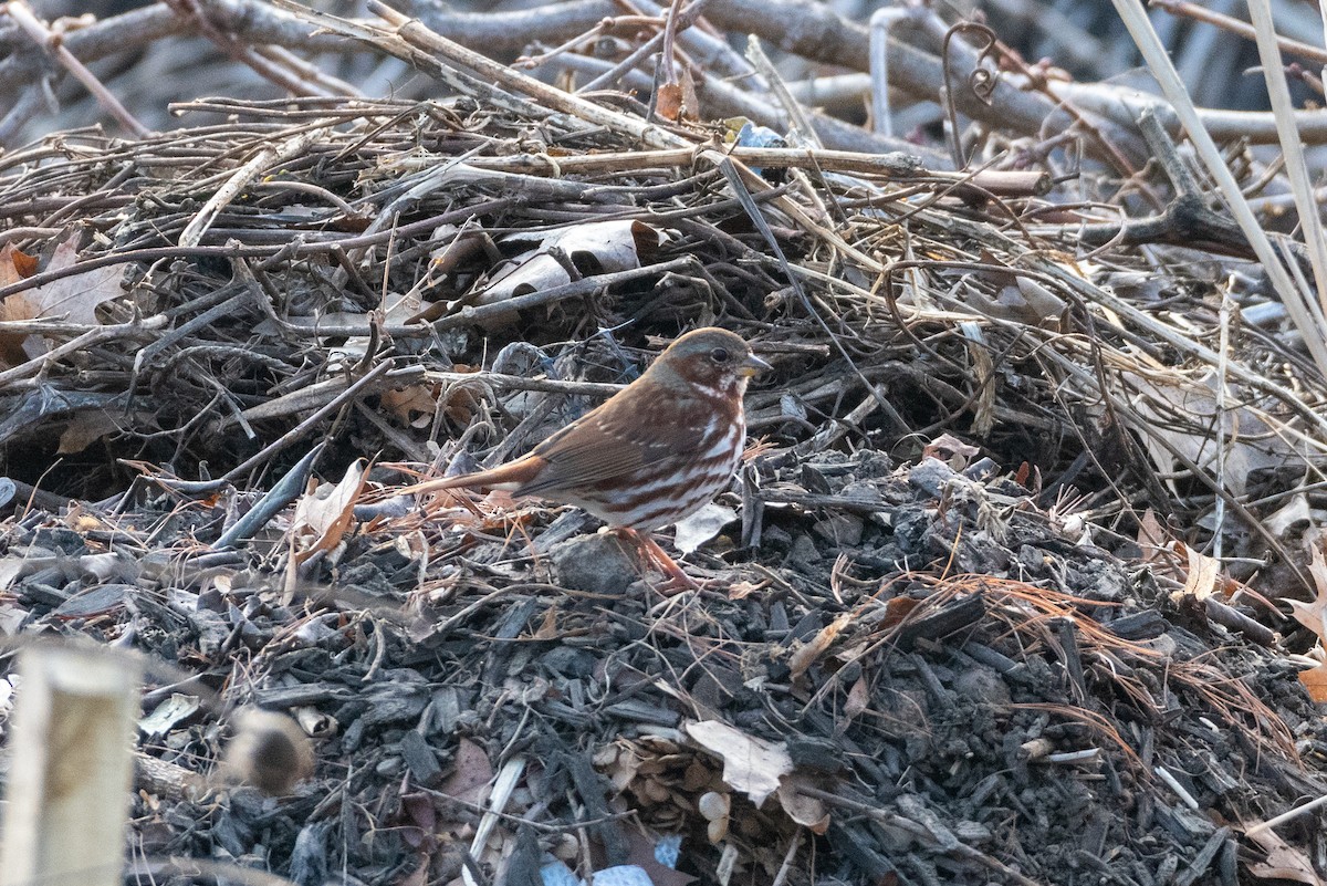 Fox Sparrow - ML224898431