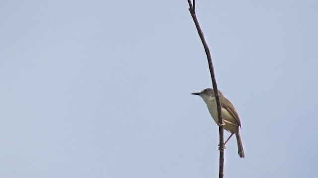 Prinia roussâtre - ML224898571