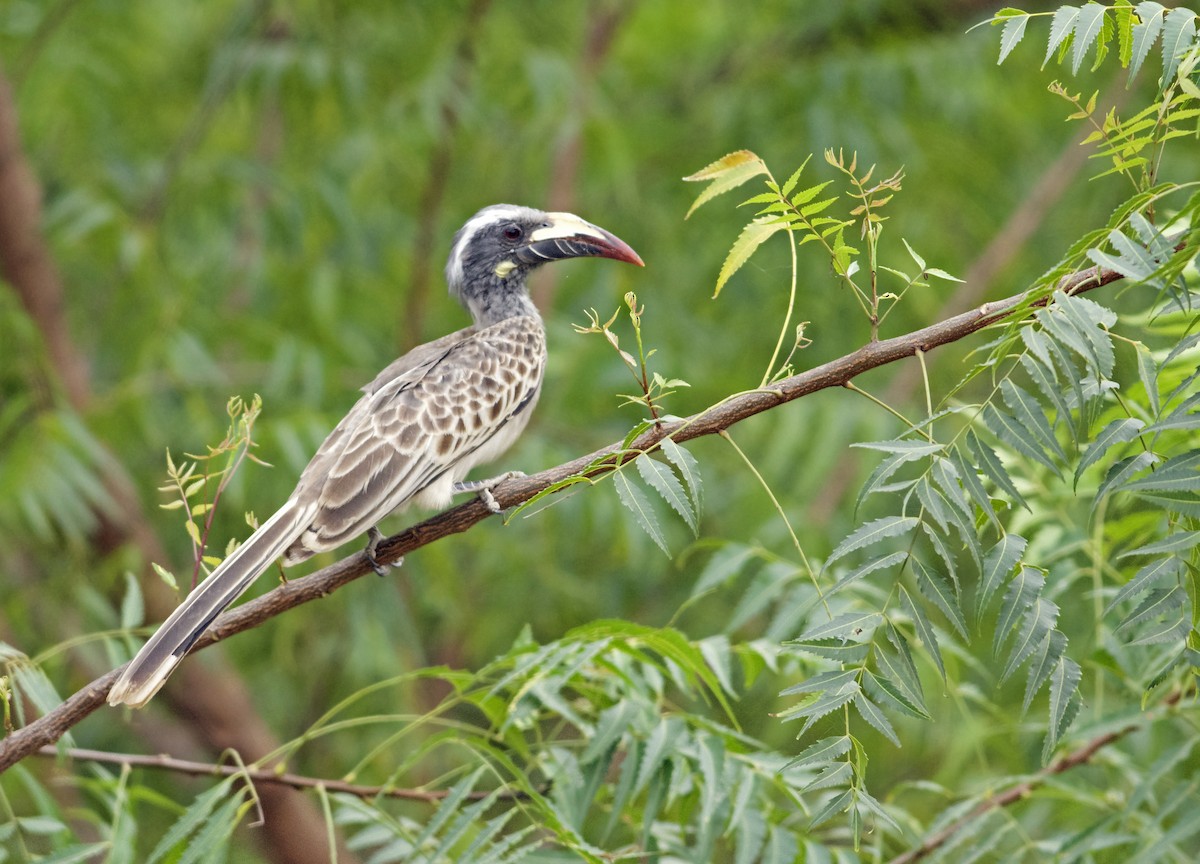 African Gray Hornbill - ML224898591