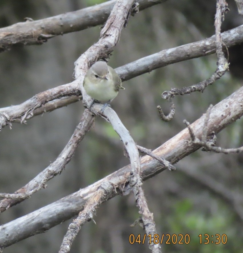 Warbling Vireo - ML224898641