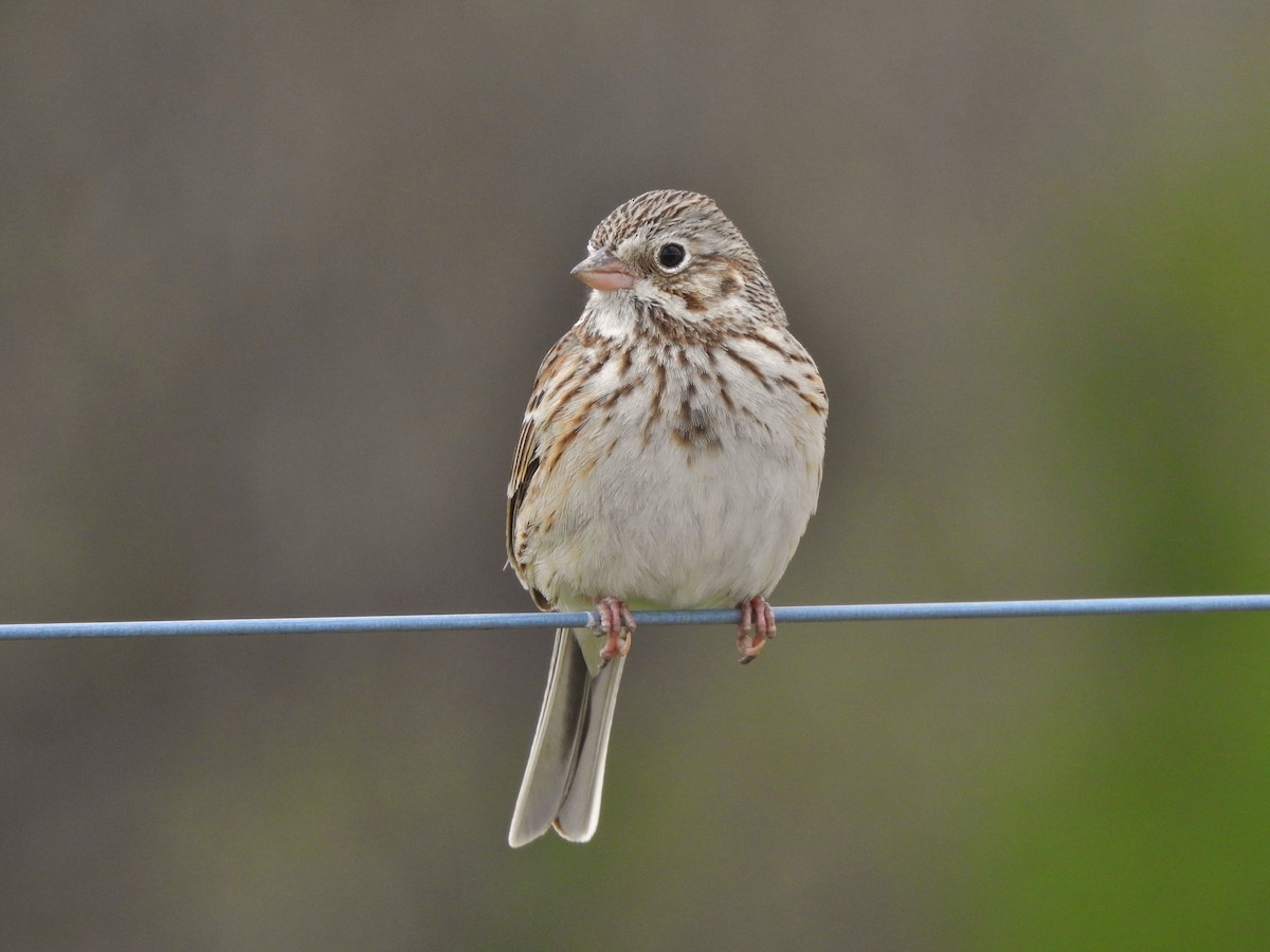 Vesper Sparrow - Kent Miller