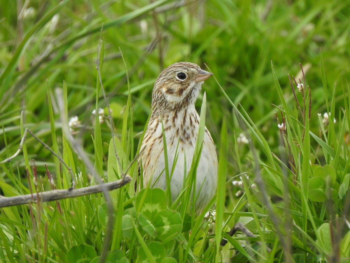 Vesper Sparrow - ML224899551