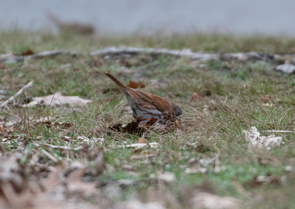 Fox Sparrow (Red) - ML224900391
