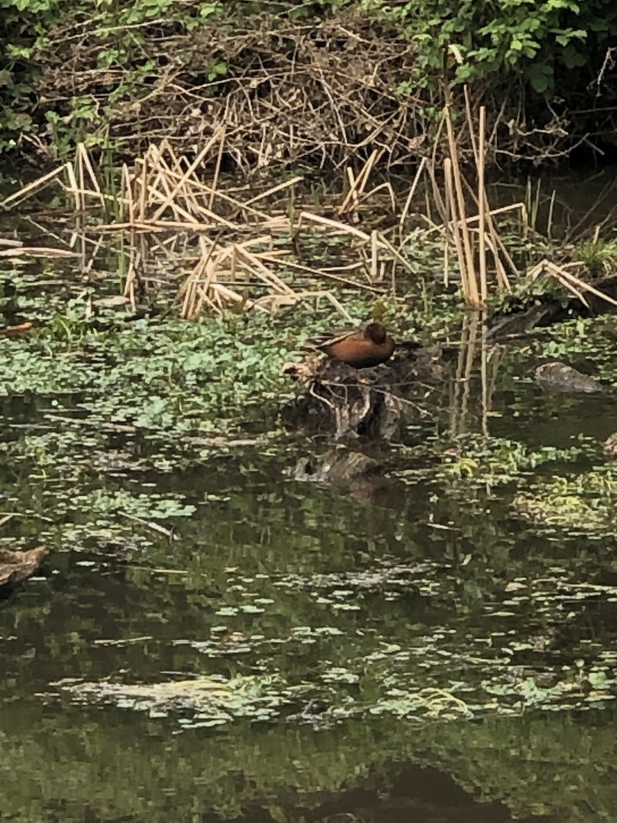 Cinnamon Teal - ML224901211