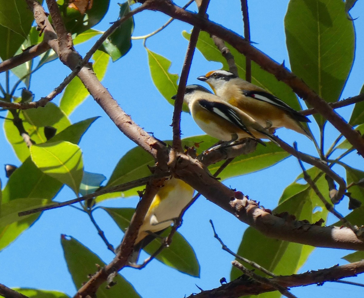 Striated Pardalote - ML224901441