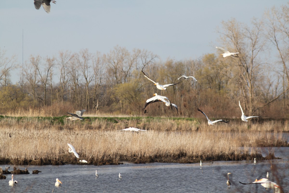 pelikán severoamerický - ML224902041