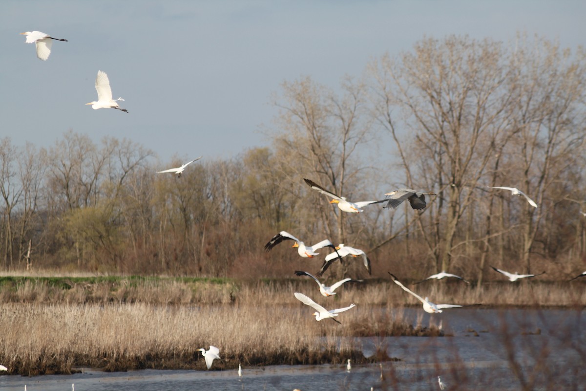 pelikán severoamerický - ML224902051