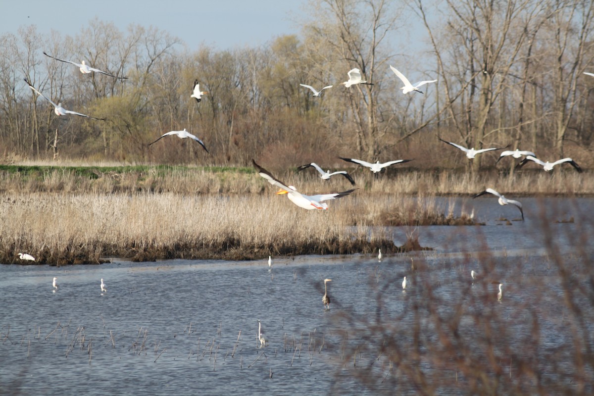 pelikán severoamerický - ML224902111