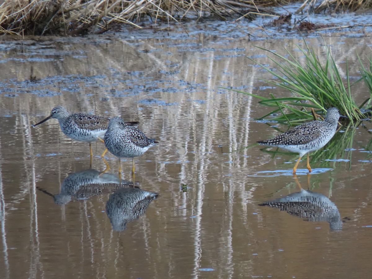 Greater Yellowlegs - ML224902531