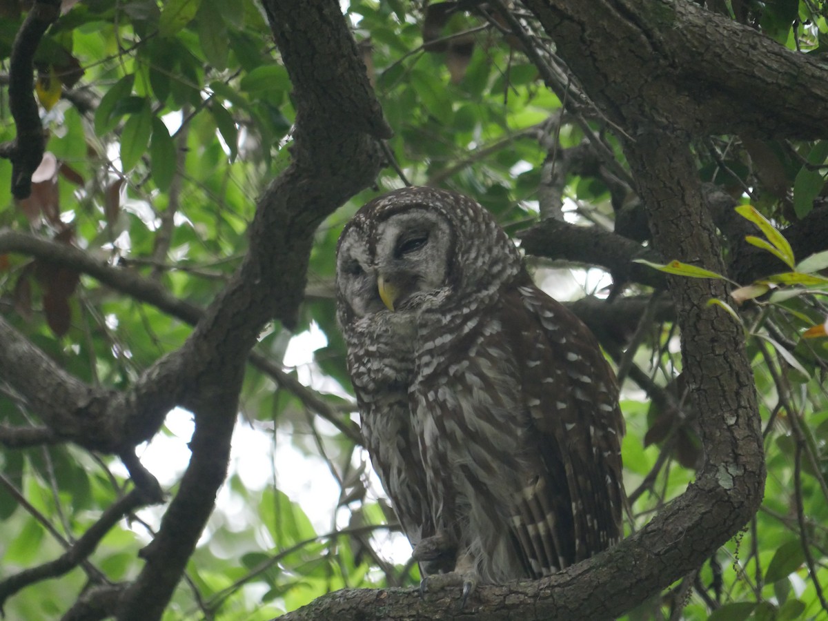 Barred Owl - ML224905541