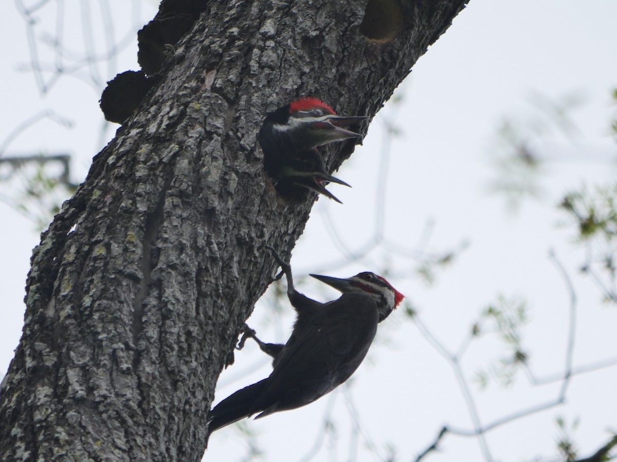 Pileated Woodpecker - ML224906361