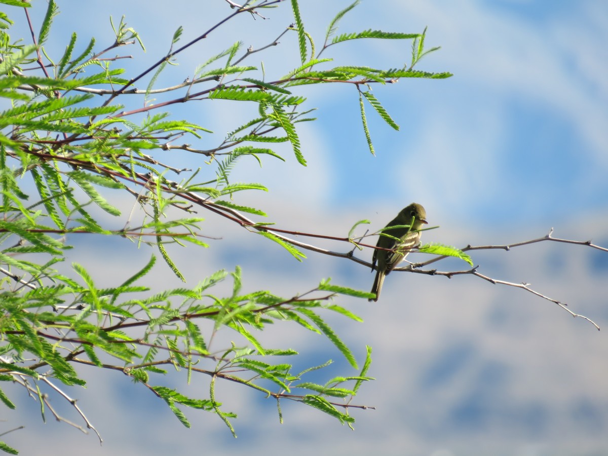 Western Flycatcher (Pacific-slope) - ML224906591