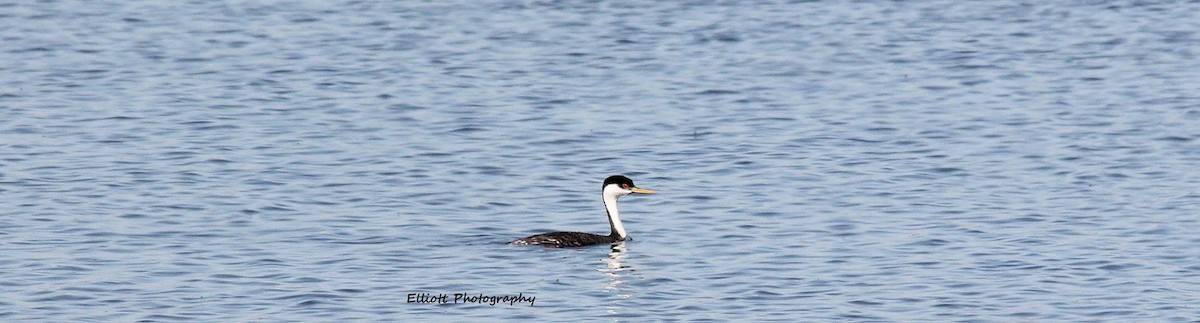 Western Grebe - ML22490701