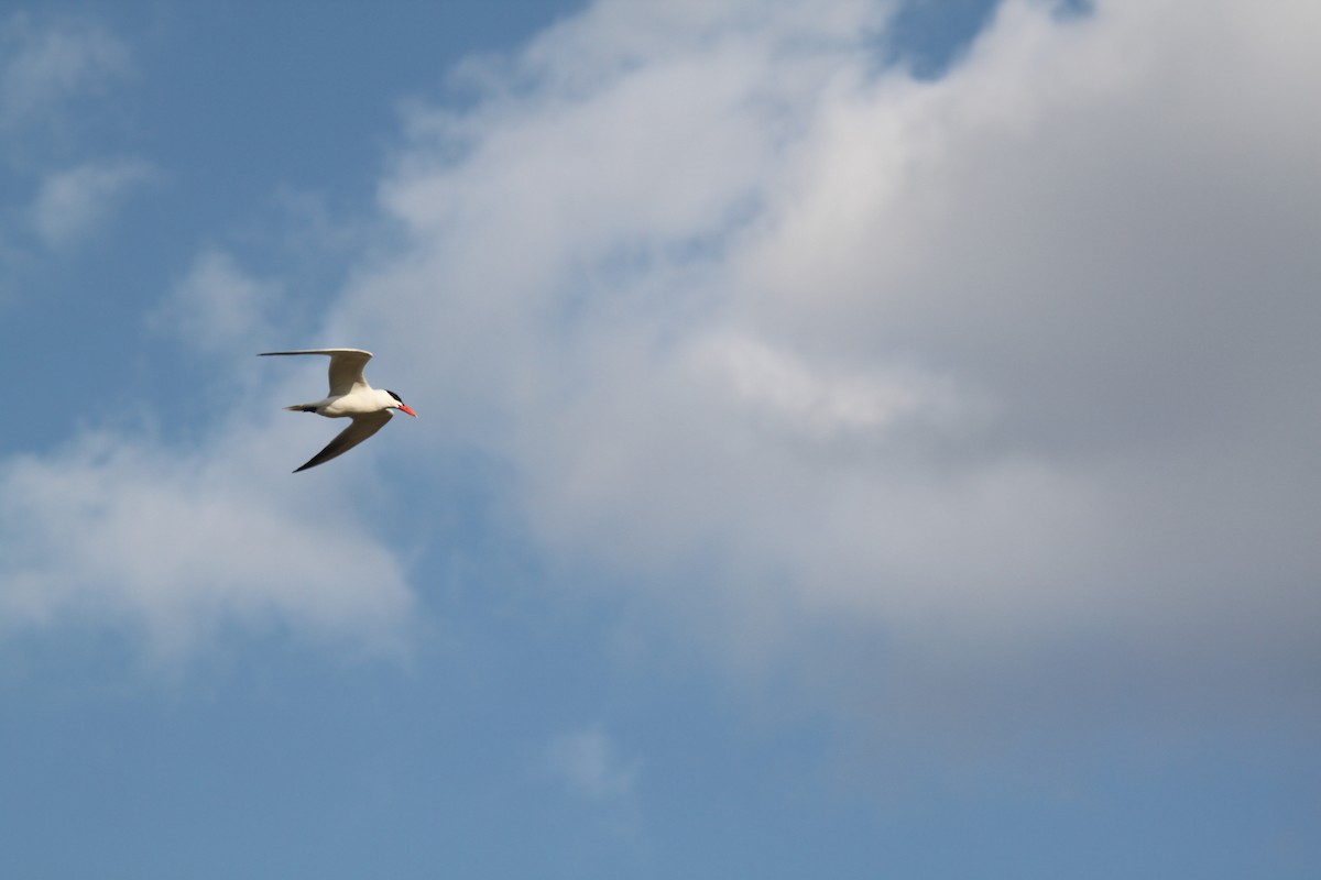 rybák velkozobý - ML224907431