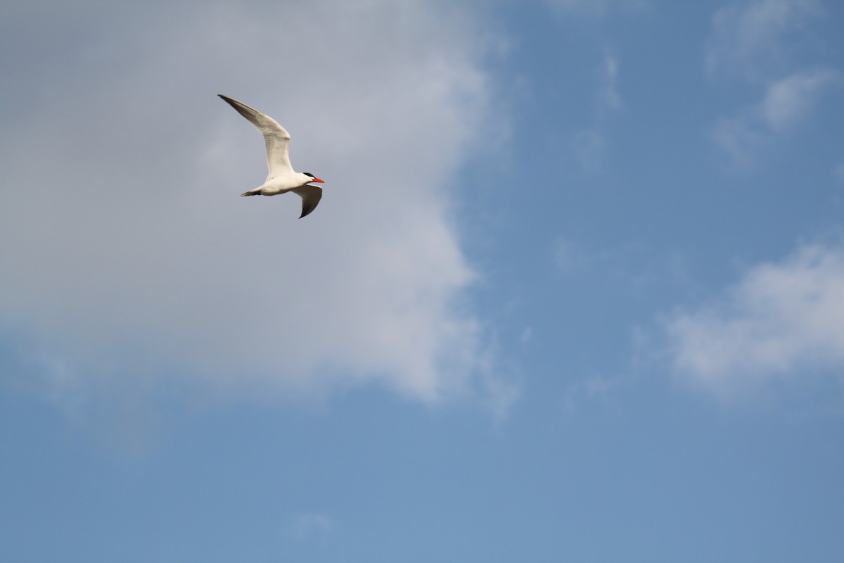 rybák velkozobý - ML224907441