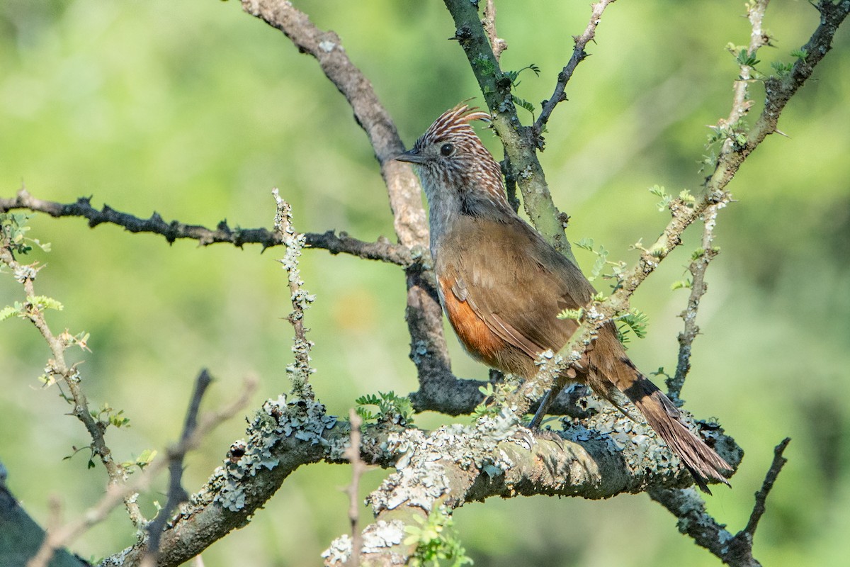 Crested Gallito - ML224908431