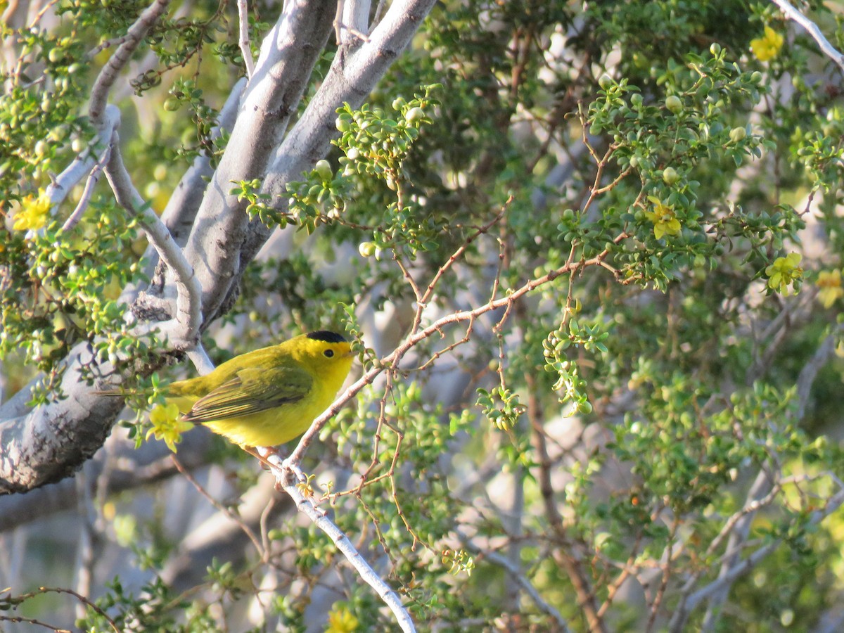 Wilson's Warbler - ML224909011