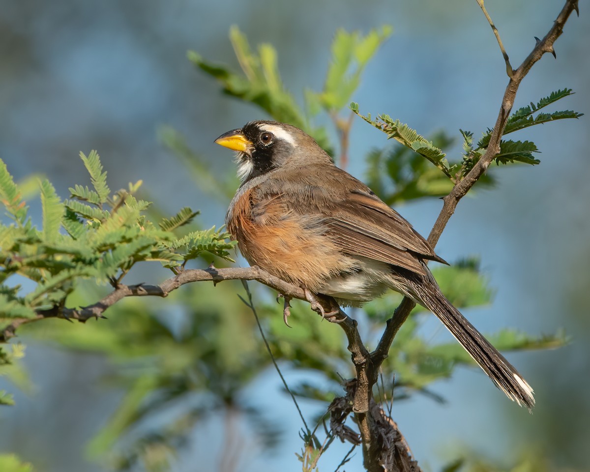 Many-colored Chaco Finch - Adrian Eisen Rupp