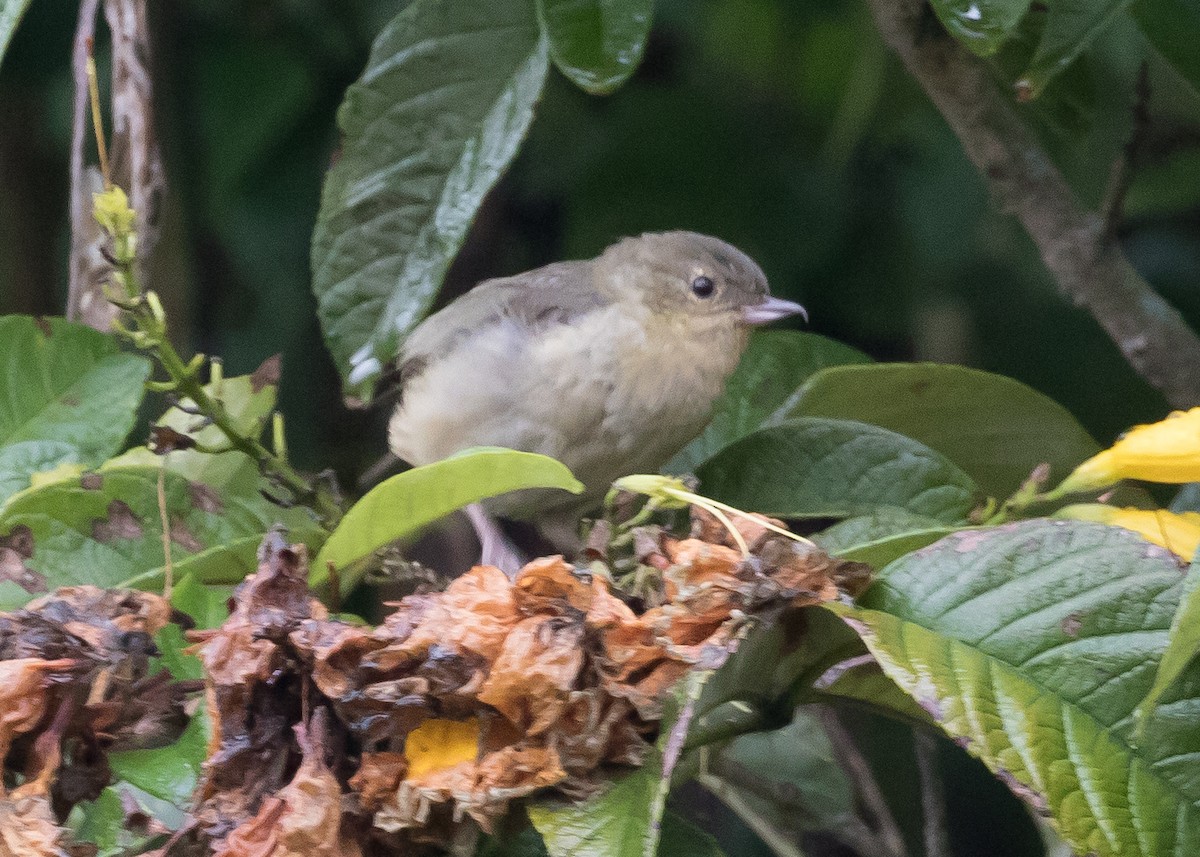 Rusty Flowerpiercer - ML224909871