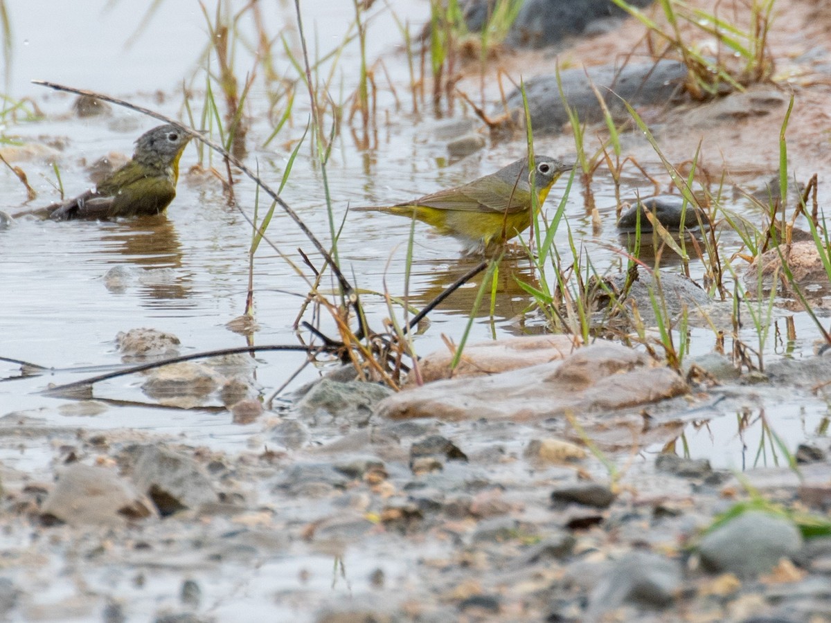 Nashville Warbler - ML224909941