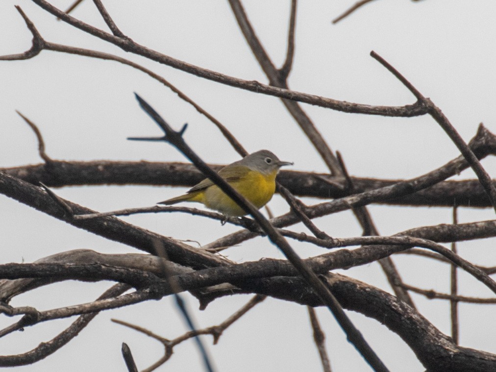 Nashville Warbler - ML224909991