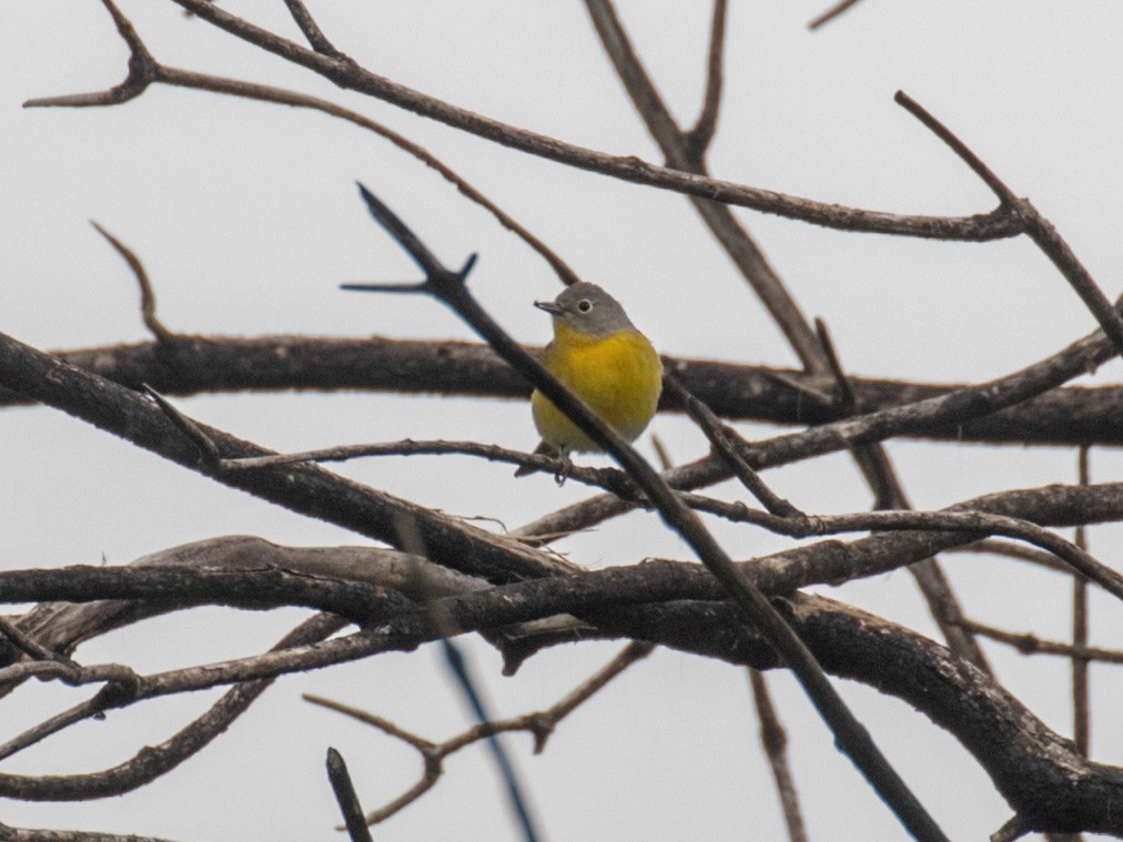Nashville Warbler - ML224910011