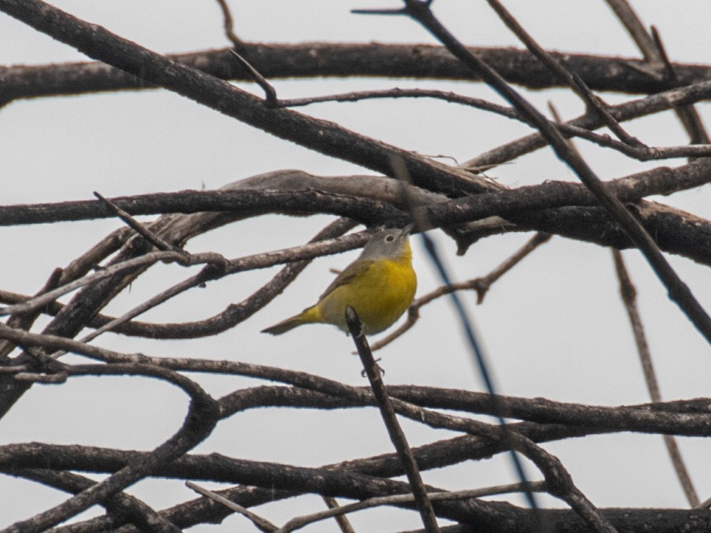 Nashville Warbler - ML224910051