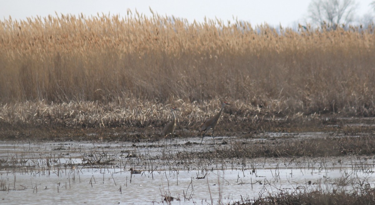 jeřáb kanadský - ML224910311