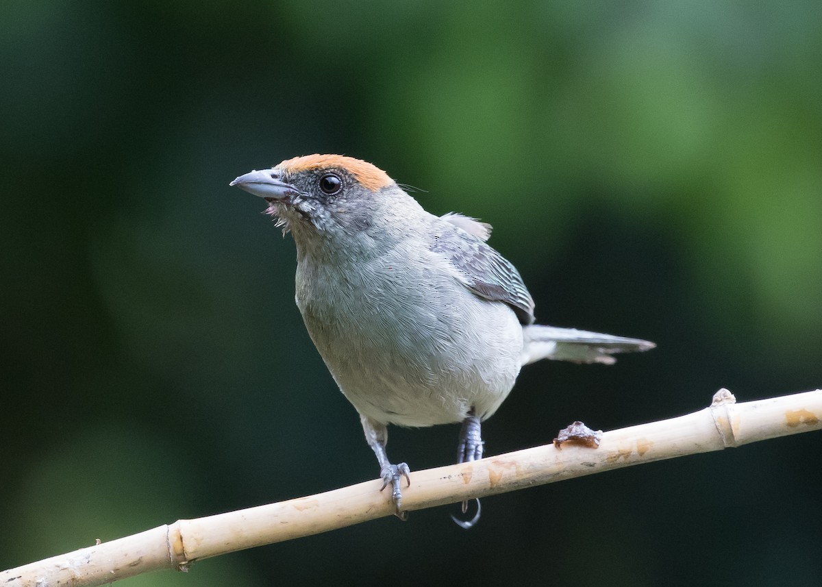 Scrub Tanager - Ian Burgess