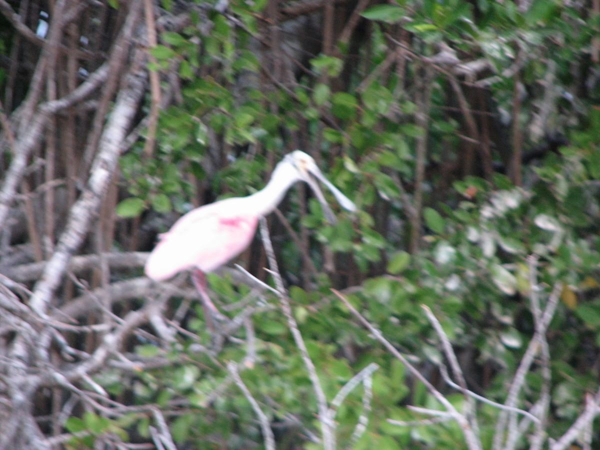 Roseate Spoonbill - Andy Frank