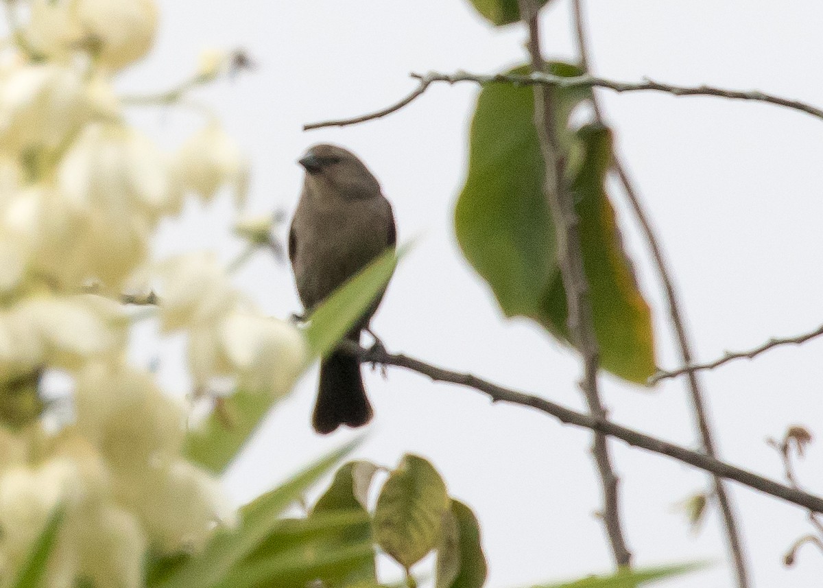 Shiny Cowbird - ML224910531