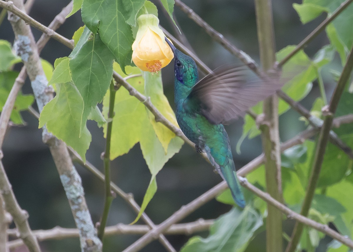 Sparkling Violetear - ML224910571