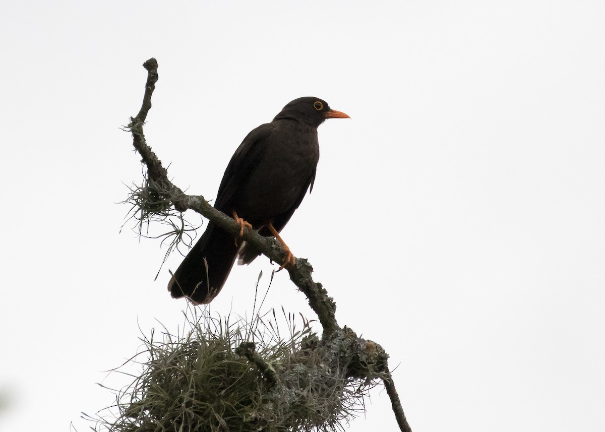 Great Thrush - Ian Burgess