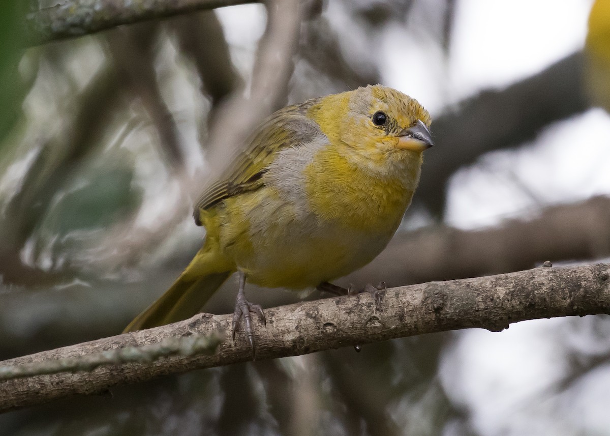 Saffron Finch - ML224910711