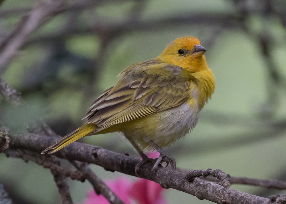 Saffron Finch - ML224910791