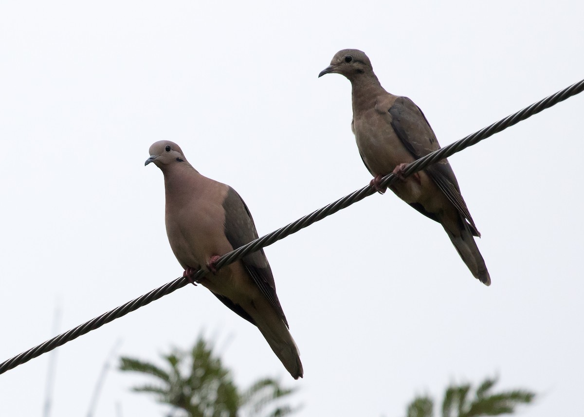 Eared Dove - Ian Burgess