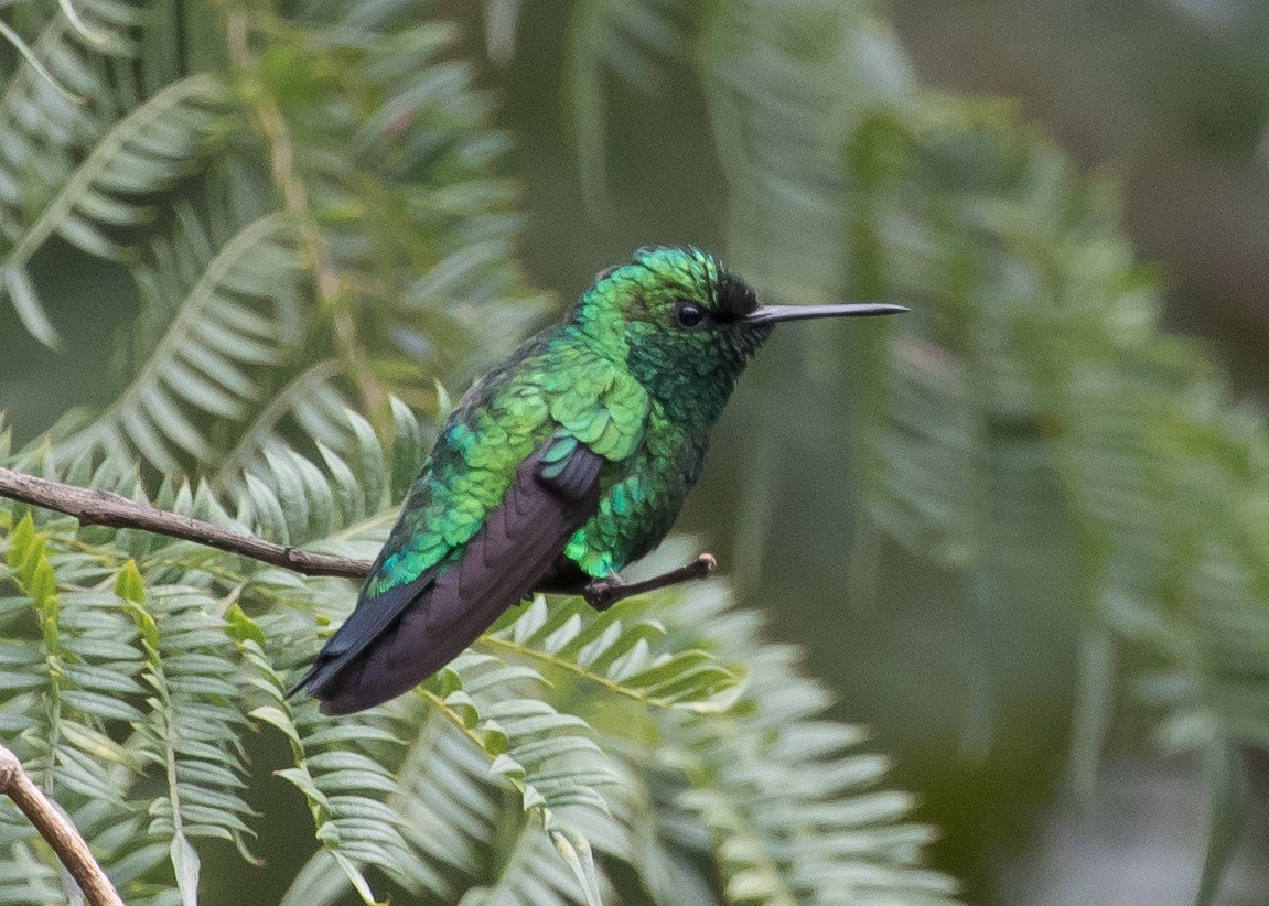 Western Emerald - Ian Burgess