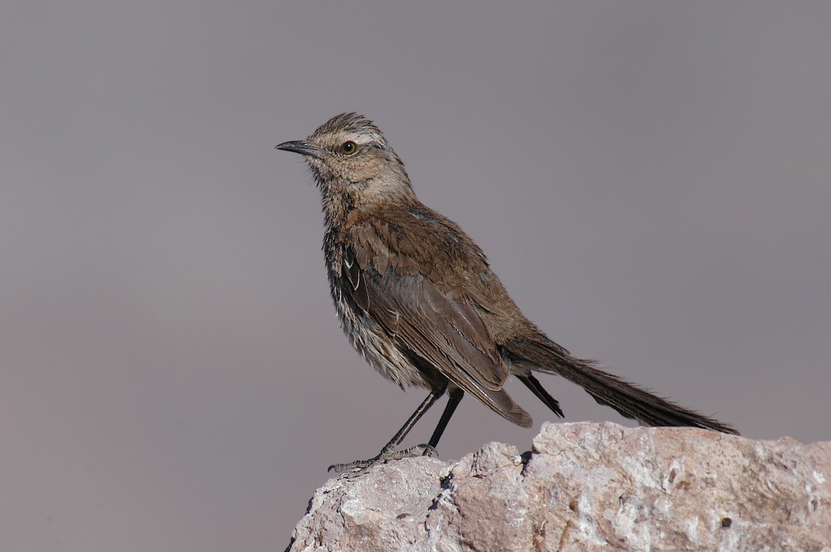 Chilean Mockingbird - ML22491171